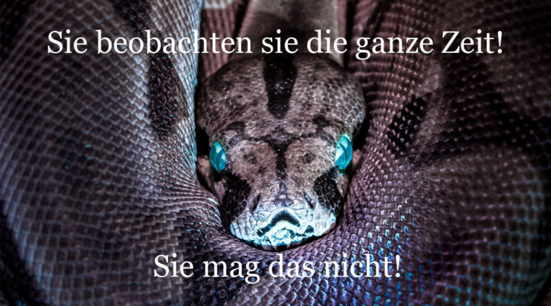 Sie beobachten sie